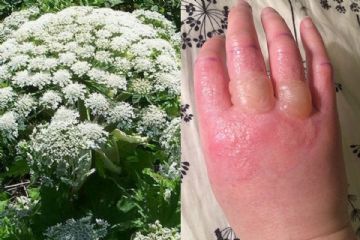Comunicazioni inerenti la specie erbacea aliena invasiva Heracleum Mantegazzianum